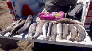 pesca ilegal