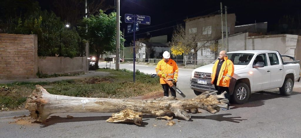 Caida-arbol-1024x472