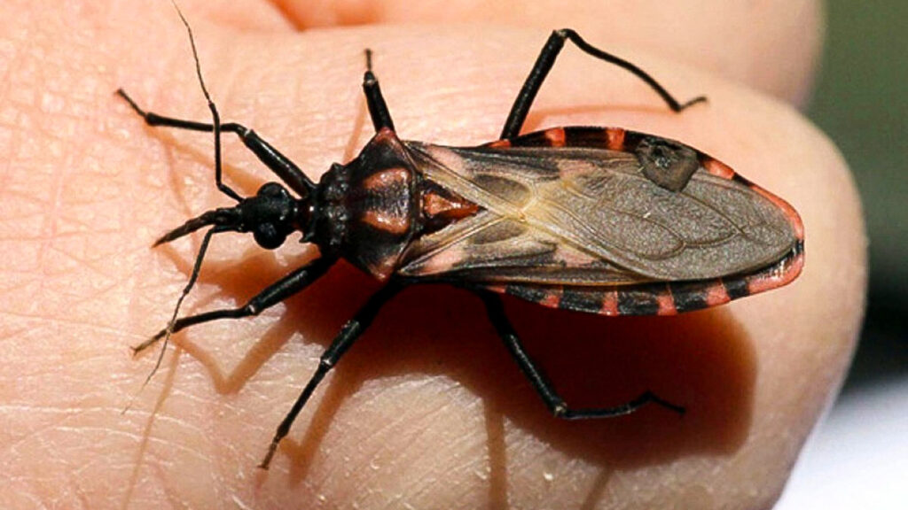 Chagas_Vinchuca
