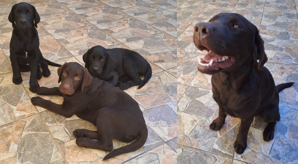 brigada-canina
