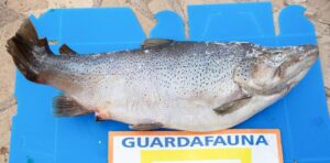 decomiso-trucha-FAUNA