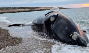 ballenas-chubut