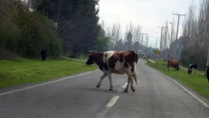 animales-ruta
