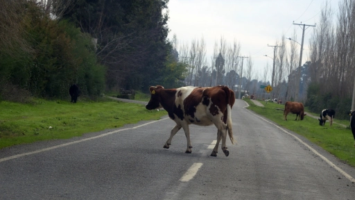 animales-ruta