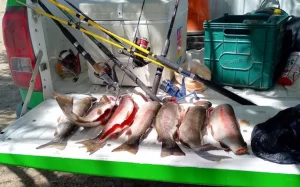 pesca-ilegal