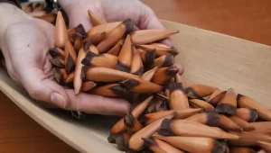 piñones