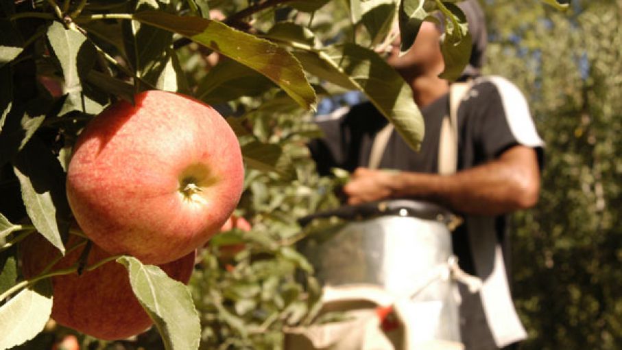 productores-frutícolas