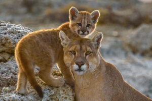 pumas