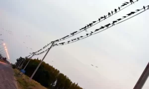 loros