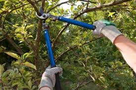 Poda-arboles