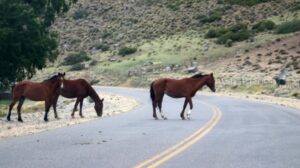 animales-ruta