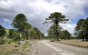 ruta-moquehue-a-pehuenia