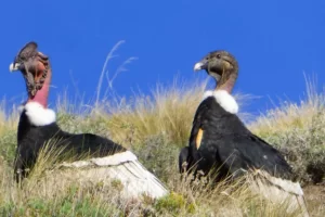 Cóndor-Andino