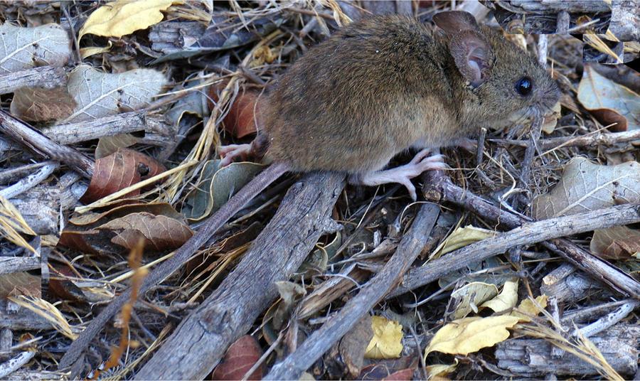 Hantavirus