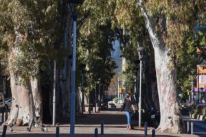 Arboles-neuquen