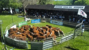expo-bovinos