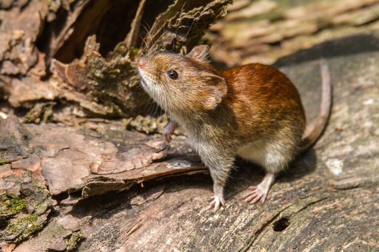 hantavirus