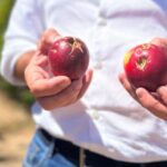 Productores rionegrinos afectados esperan asistencia por emergencia climática