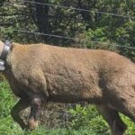 Avistamiento de huemul activa operativo en San Martín de los Andes
