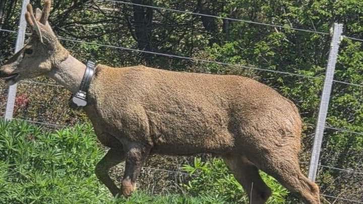 huemul