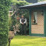 El Parque Lanín concretó la traslocación de un huemul