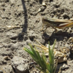 Productores en alerta por nacimientos de tucura en Neuquén