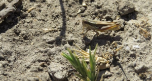 tucura-alas-manchadas