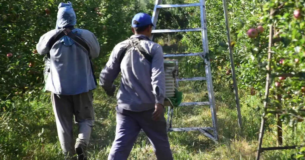 Trabajadores-golondrinas