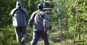 Trabajadores-golondrinas