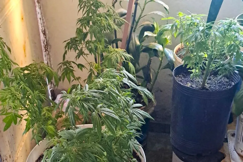 marihuana-plantacion