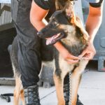 Aduana y Policía entrenan binomios antidroga