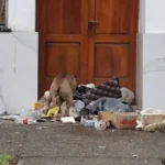 Residuos frente al municipio expusieron la crisis en Allen