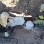 Bajada Colorada suma evidencia clave sobre dinosaurios acorazados