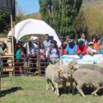 Reproductores, vellones y artesanías en un solo predio