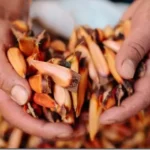 Autorizan la recolección de piñones hasta abril