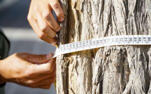 Zapala-arbolado-urbano