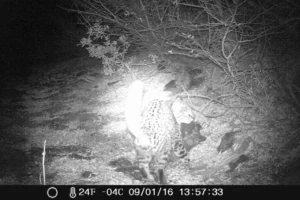 camara-trampa