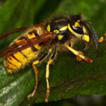 Un hombre murió tras ataque de chaquetas amarillas en Loncopué