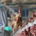 Alerta sanitaria por un caso de gripe aviar en Cinco Saltos