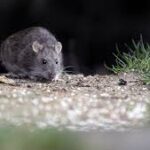 Hantavirus: claves para prevenir el contagio
