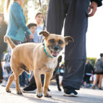 Cronograma completo de actividades para mascotas en la ciudad