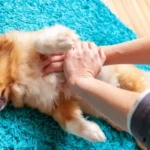 Capacitación en RCP para animales abre inscripción