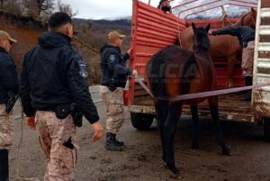 caballos-sueltos