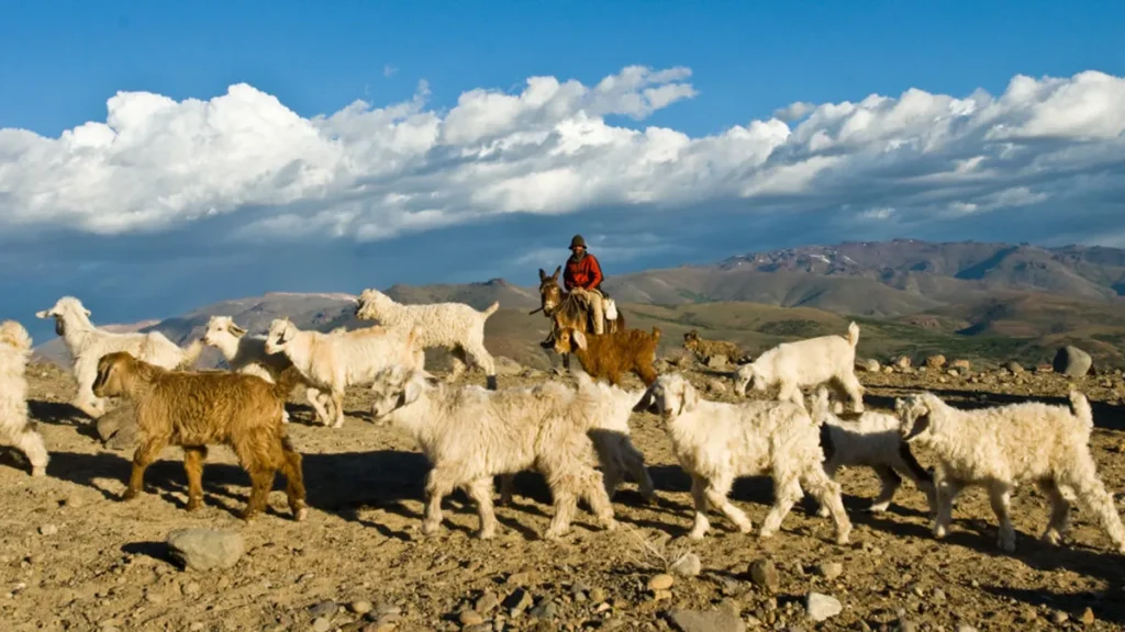 crianceros