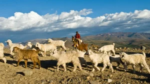 crianceros