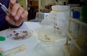 entomología-forense