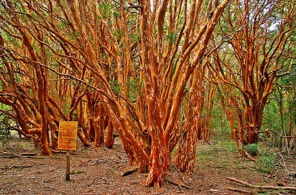 parque-nacional-los-arrayanes