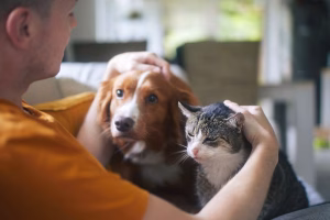 perro-gato