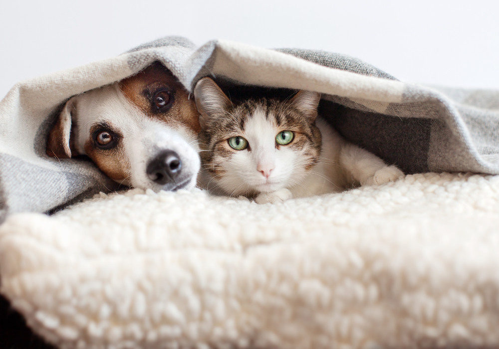 perro-gato