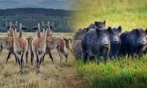 jabali-guanaco